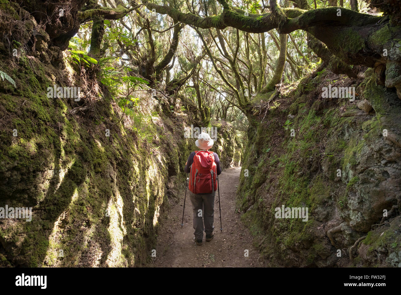 Femme avec un sac à dos sur un sentier dans une forêt d'arbres heather, municipalité de San Sebastian, La Gomera, Canary Islands, Spain Banque D'Images Femme avec un sac à dos sur un sentier dans une forêt d'arbres heather, municipalité de San Sebastian, La Gomera, Canary Islands, Spain Banque D'Images