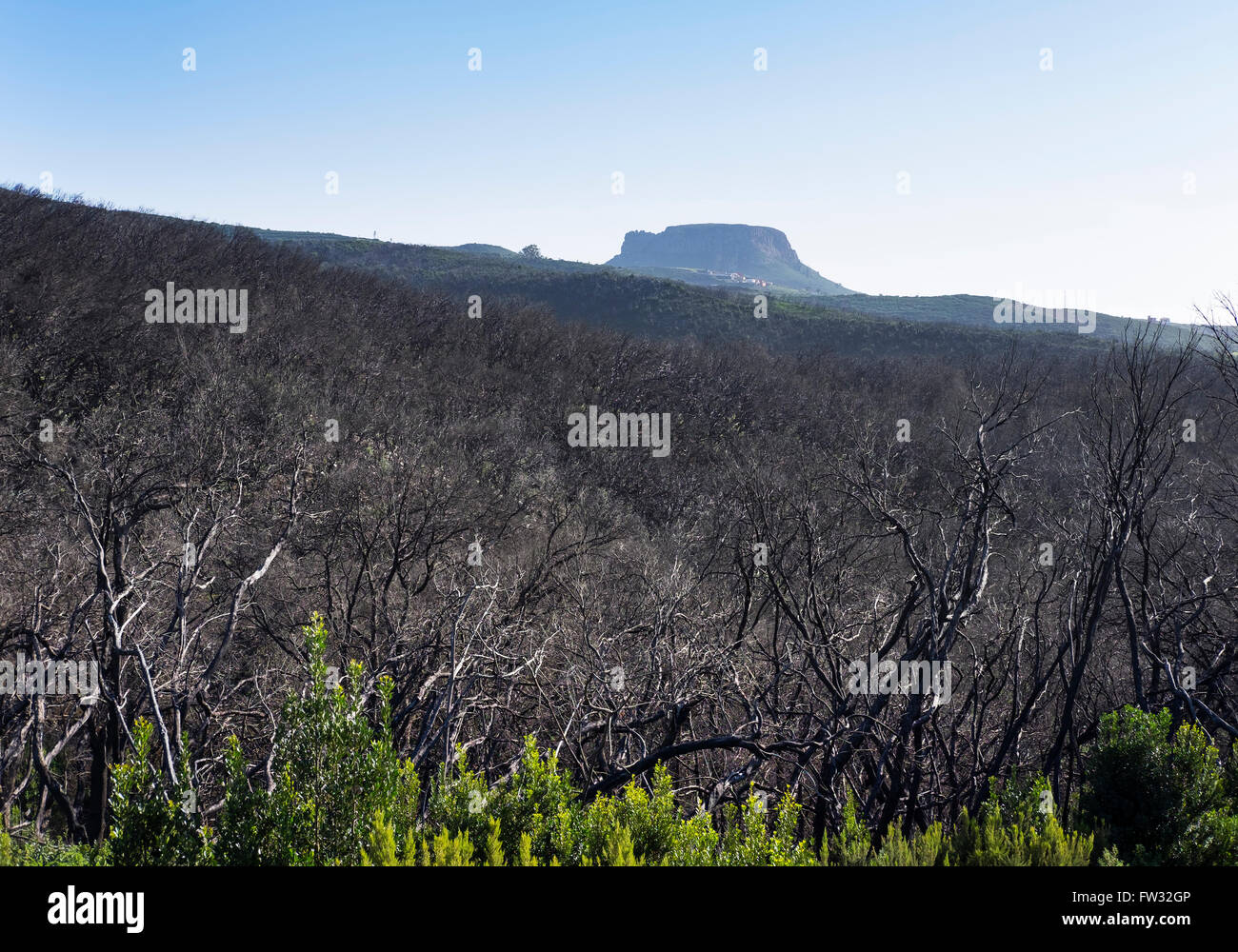 Forêt de lauriers brûlées, trois ans après un incendie de forêt, derrière la montagne, le Parc National de Garajonay, La Gomera Banque D'Images