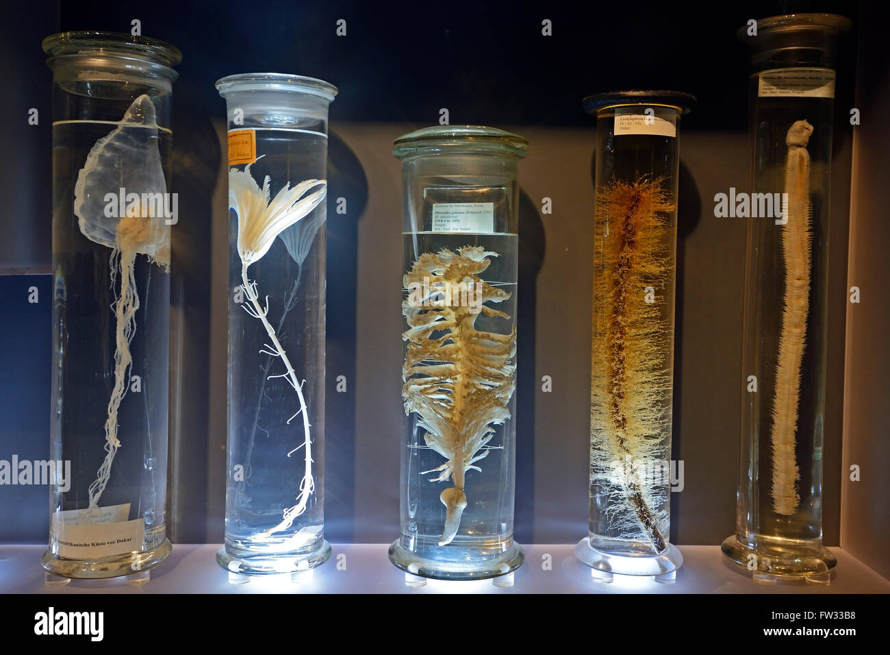 Cabinet de verre avec de l'alcool conservé des spécimens d'animaux, des expositions sur le mouillé, collections, Musée d'histoire naturelle Naturkundemuseum Banque D'Images