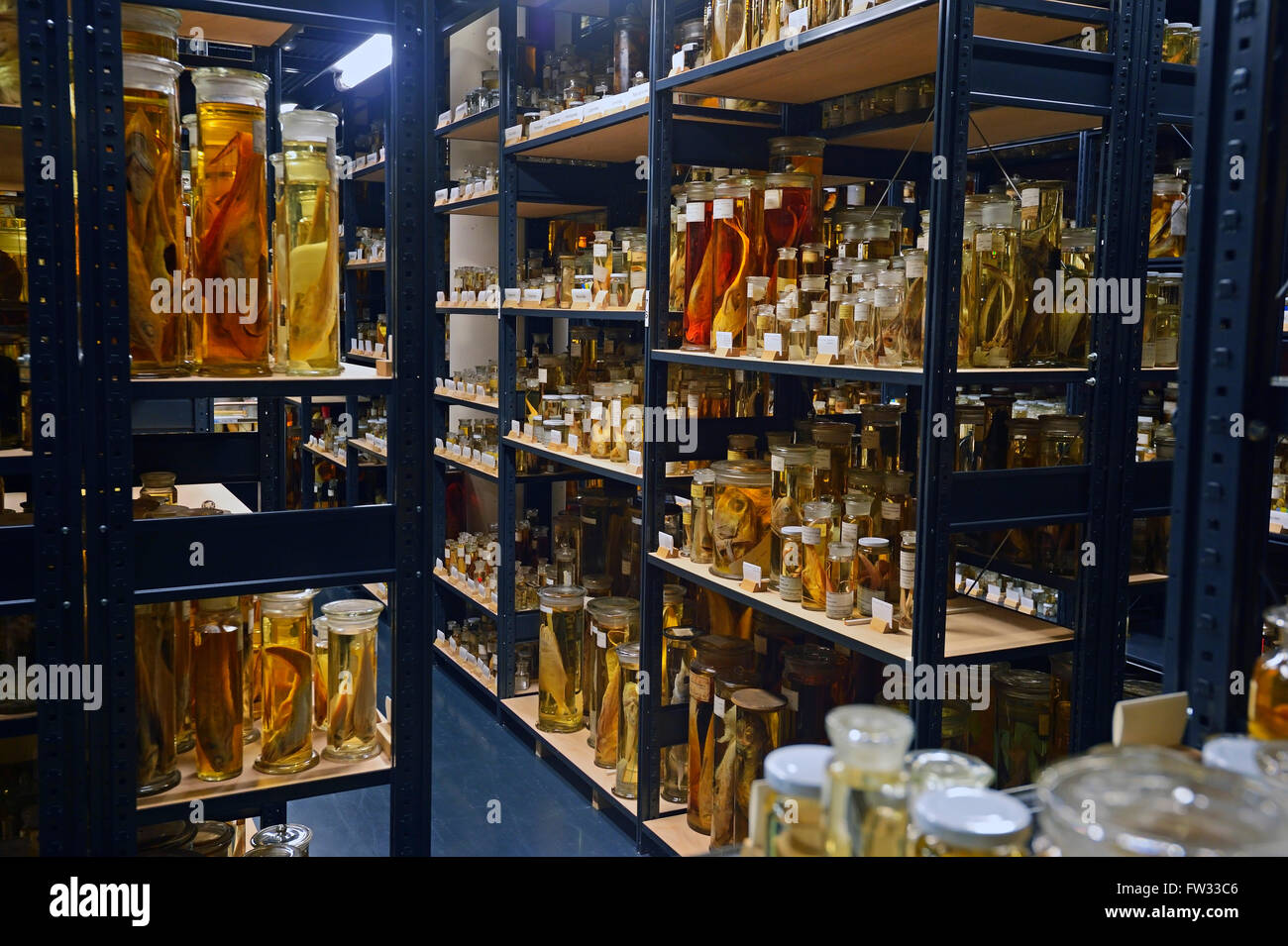 Cabinet de verre avec de l'alcool conservé des spécimens d'animaux, des expositions sur le mouillé, collections, Musée d'histoire naturelle Naturkundemuseum Banque D'Images
