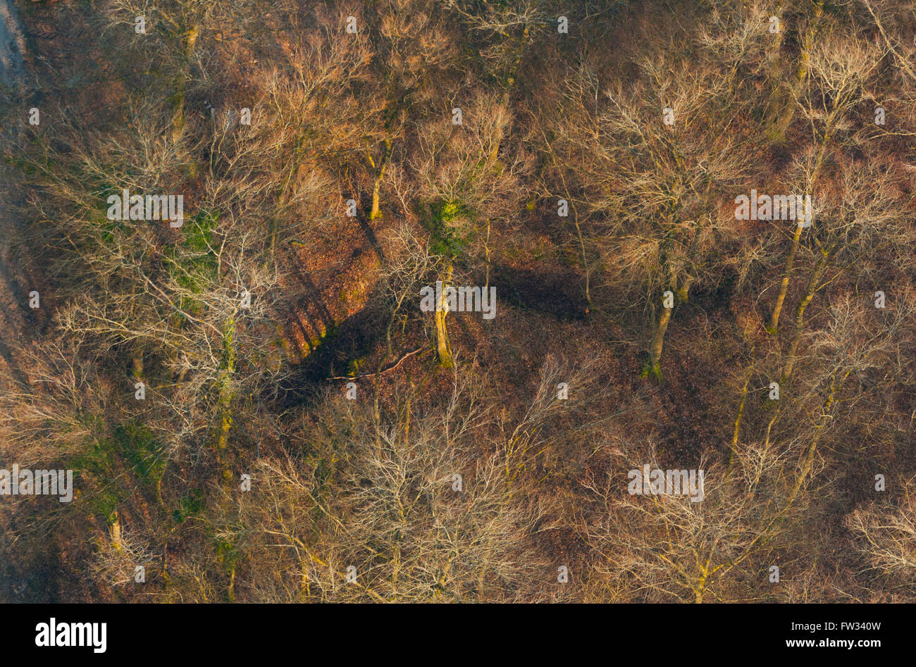 Meuse (55), Verdun, champs de batailles de la 1ere Guerre mondiale, le bois des Caures, ancienne tranchée (vue aerienne) // France Banque D'Images