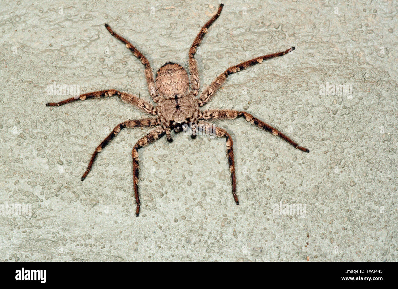 Araignée crabe géant (Heteropoda venatoria), Pantanal, Mato Grosso, Brésil Banque D'Images