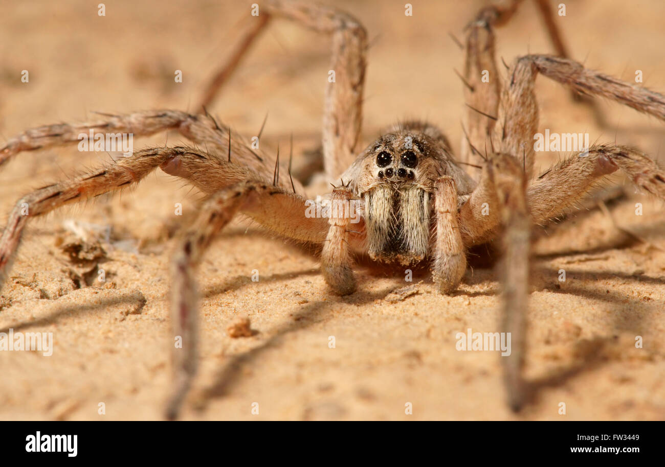 Wolf spider (Lycosa sp.), Pantanal, Mato Grosso, Brésil Banque D'Images