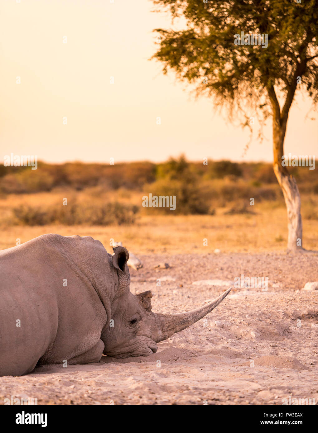 Le rhinocéros blanc rhinocéros ou lors d'un safari au Botswana, l'Afrique Banque D'Images