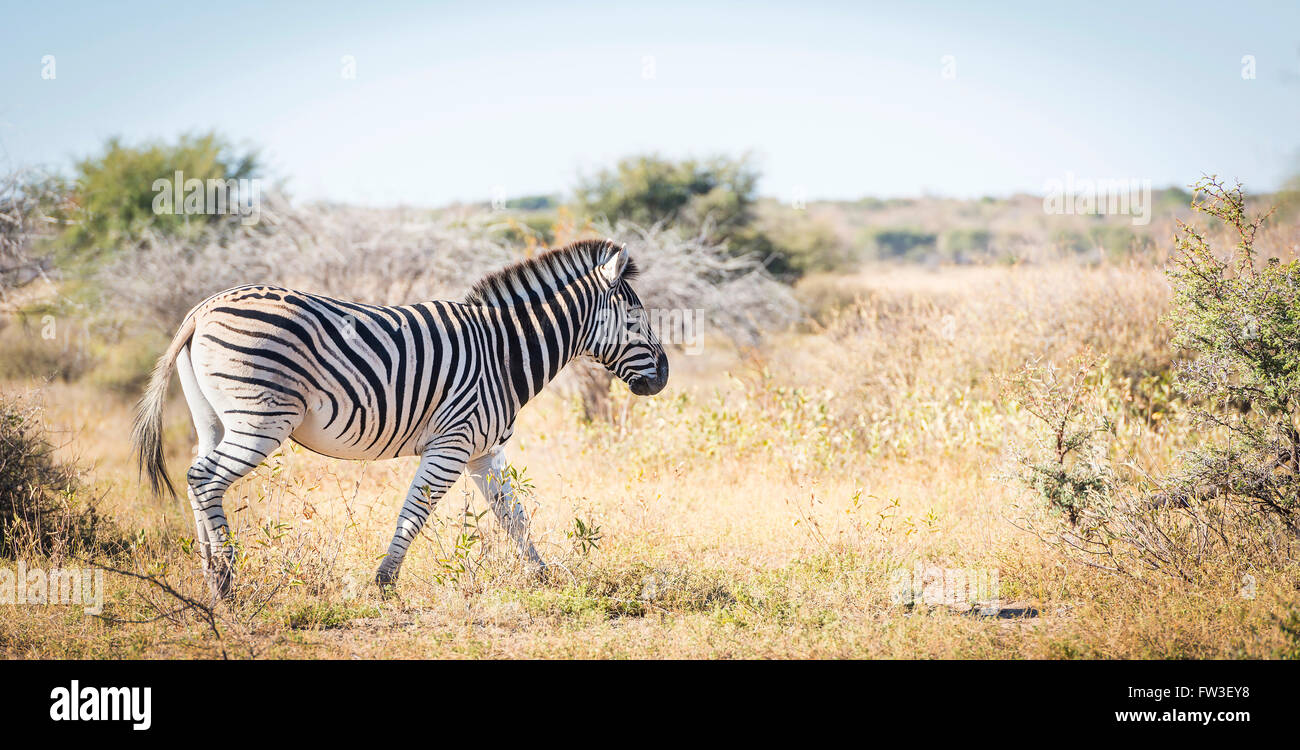 Zebra au Botswana, l'Afrique avec des bandes noires et blanches Banque D'Images