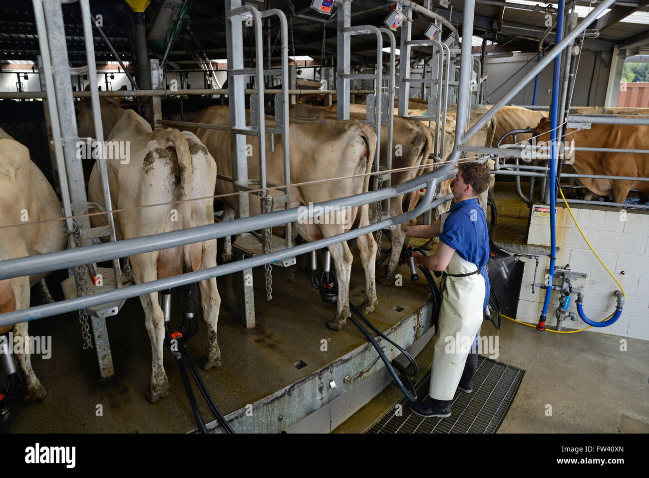 Un producteur de lait de vaches Jersey tasses fixe être traite dans un hangar rotatif Banque D'Images