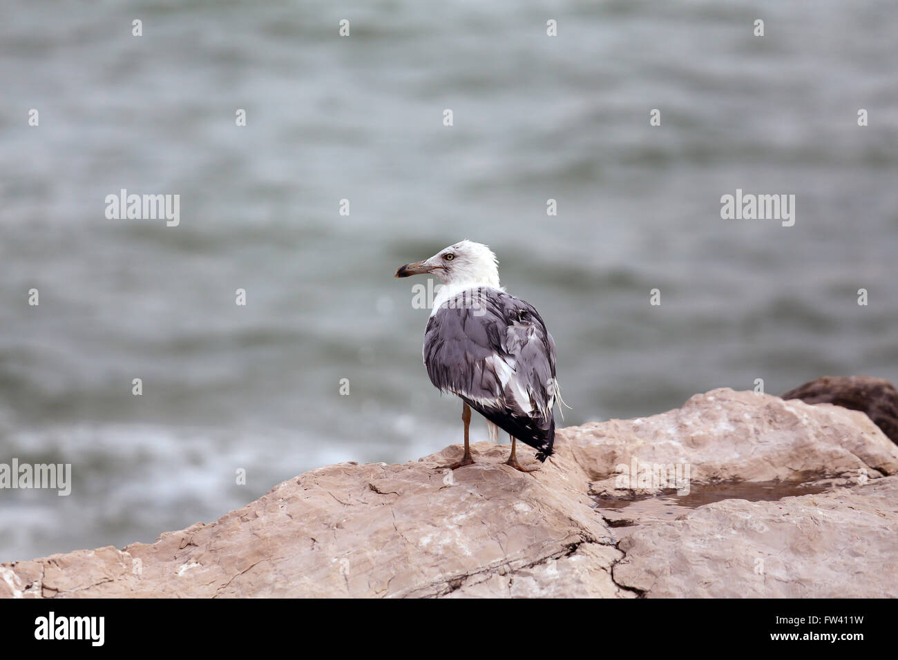 Grande mouette perchée sur les rochers par l'état de la mer Banque D'Images