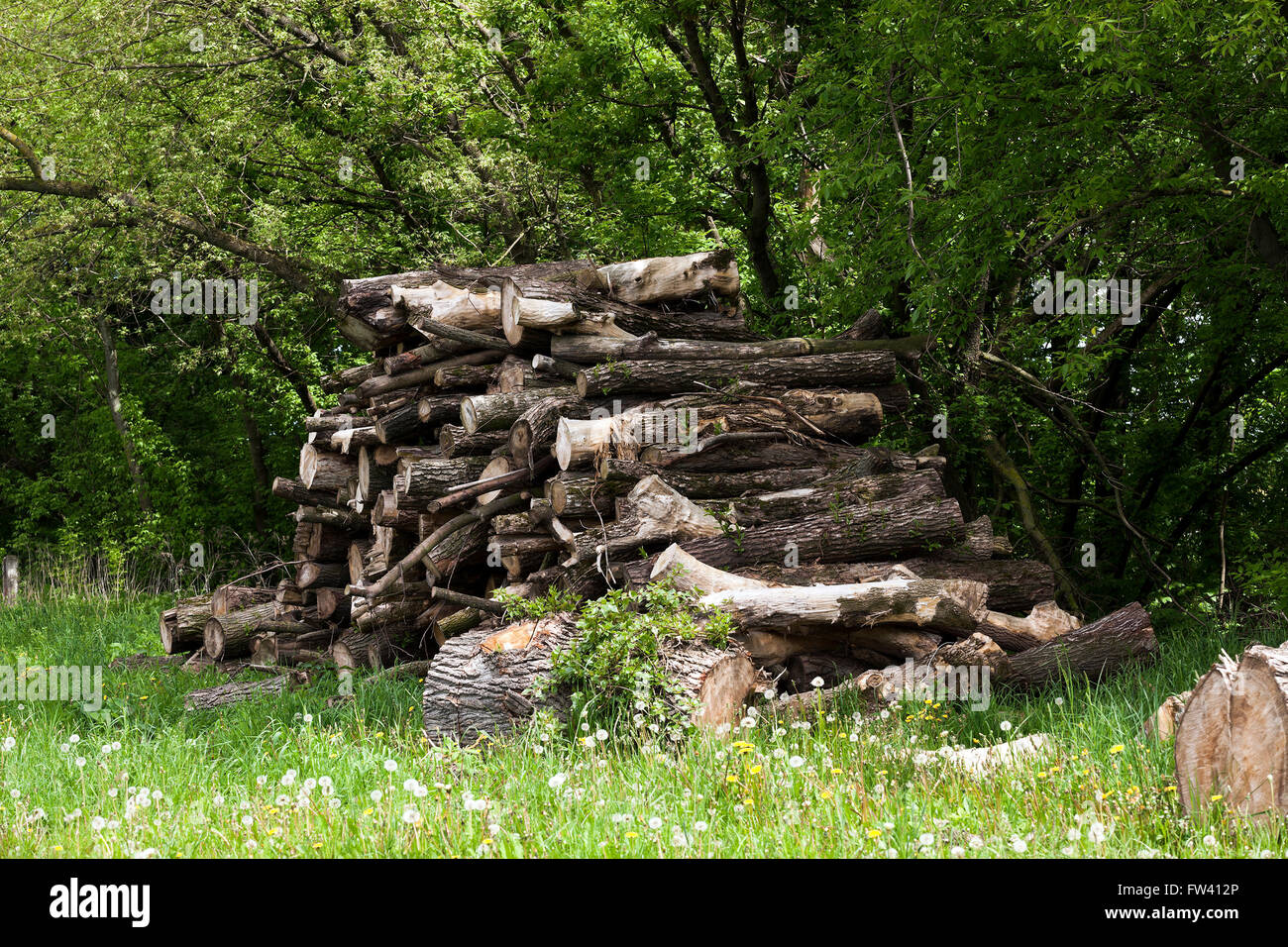 Bois de chauffage dans la nature Banque D'Images