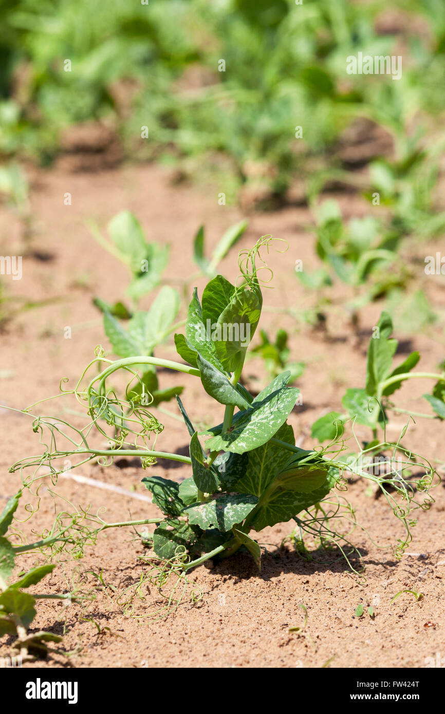 Champ avec des pois verts Banque D'Images