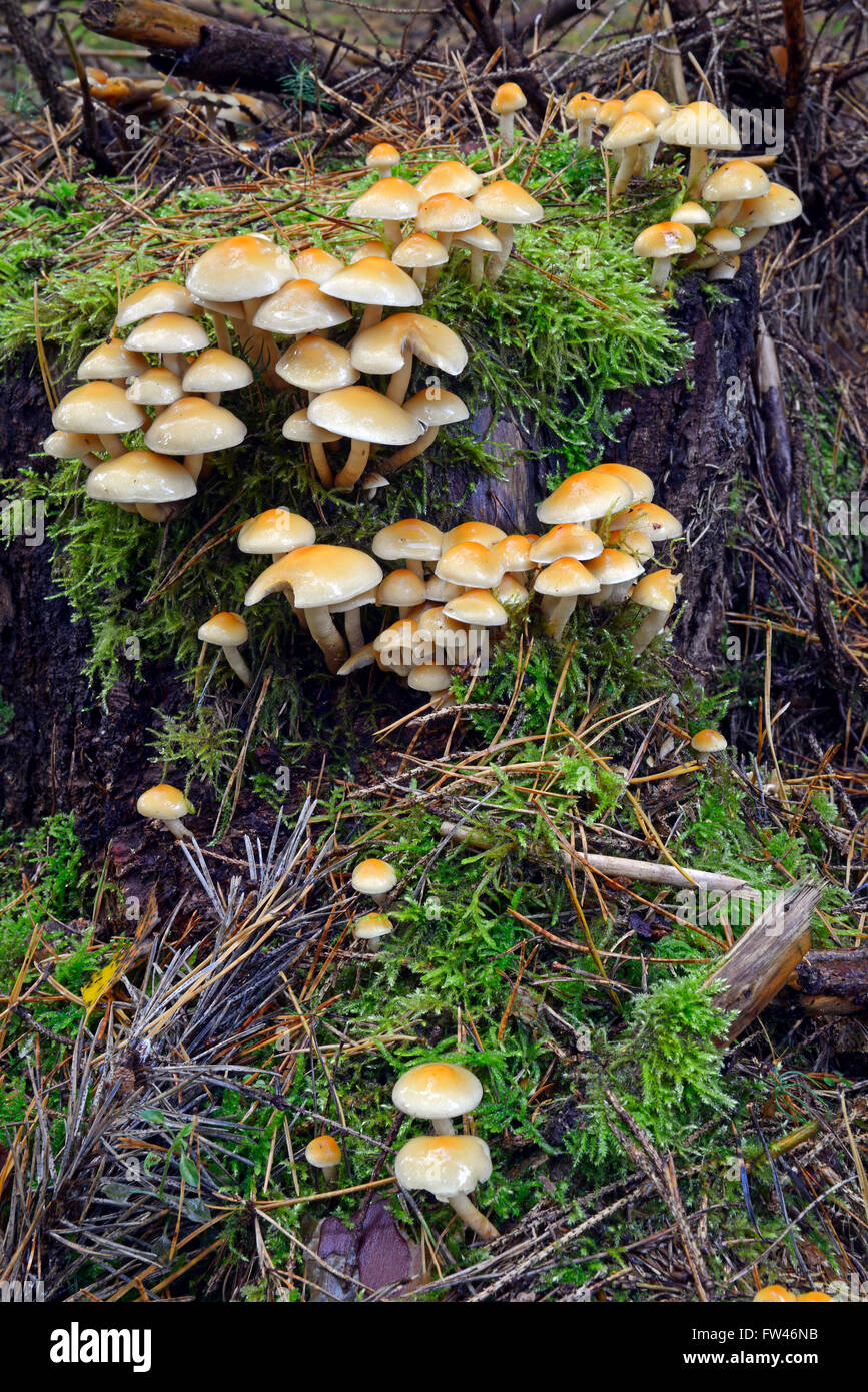 Rauchblaettriger Schwefelkopf Hypholoma capnoides (), Brandebourg, Deutschland, Europa Banque D'Images