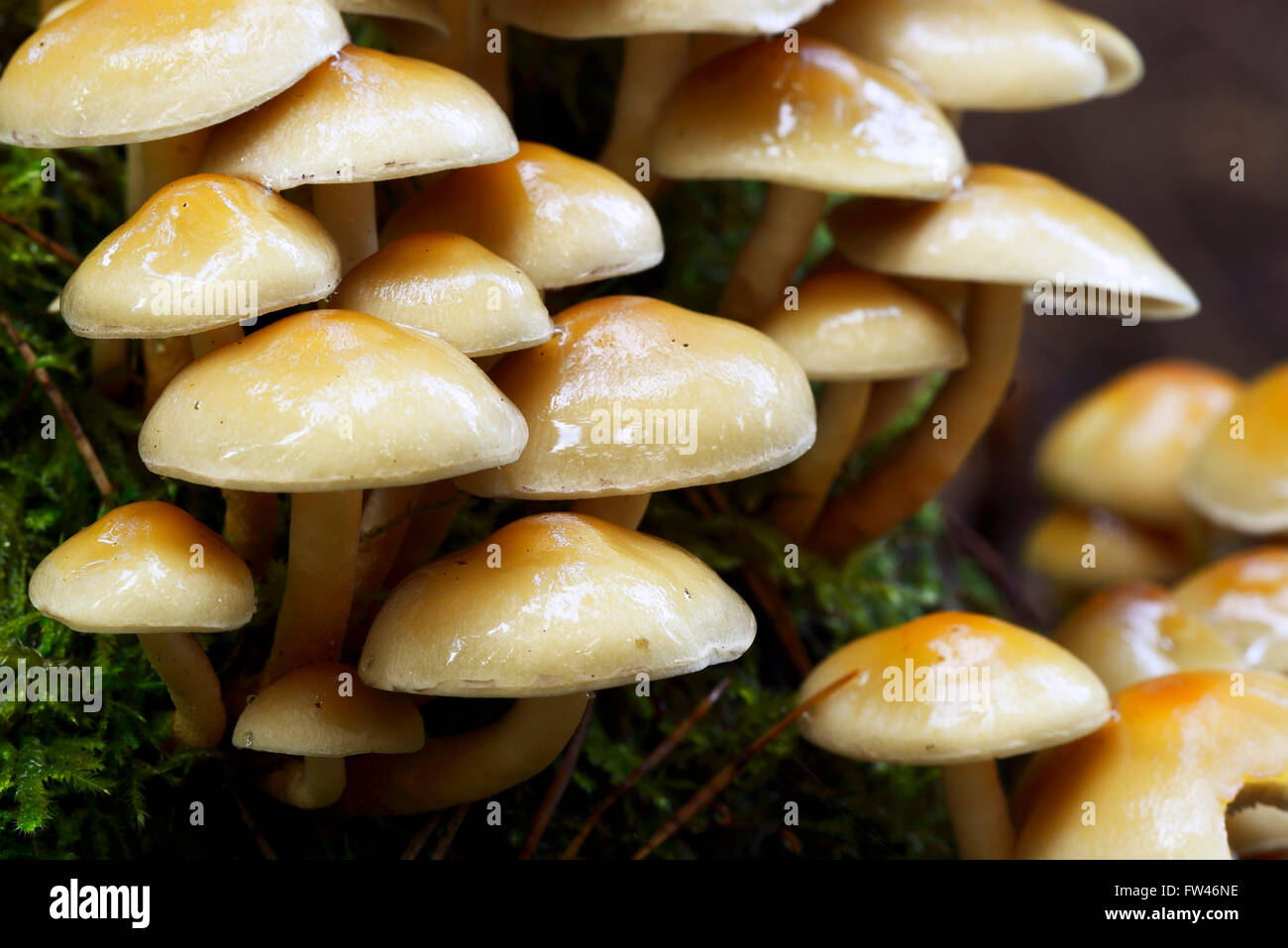 Rauchblaettriger Schwefelkopf Hypholoma capnoides (), Brandebourg, Deutschland, Europa Banque D'Images