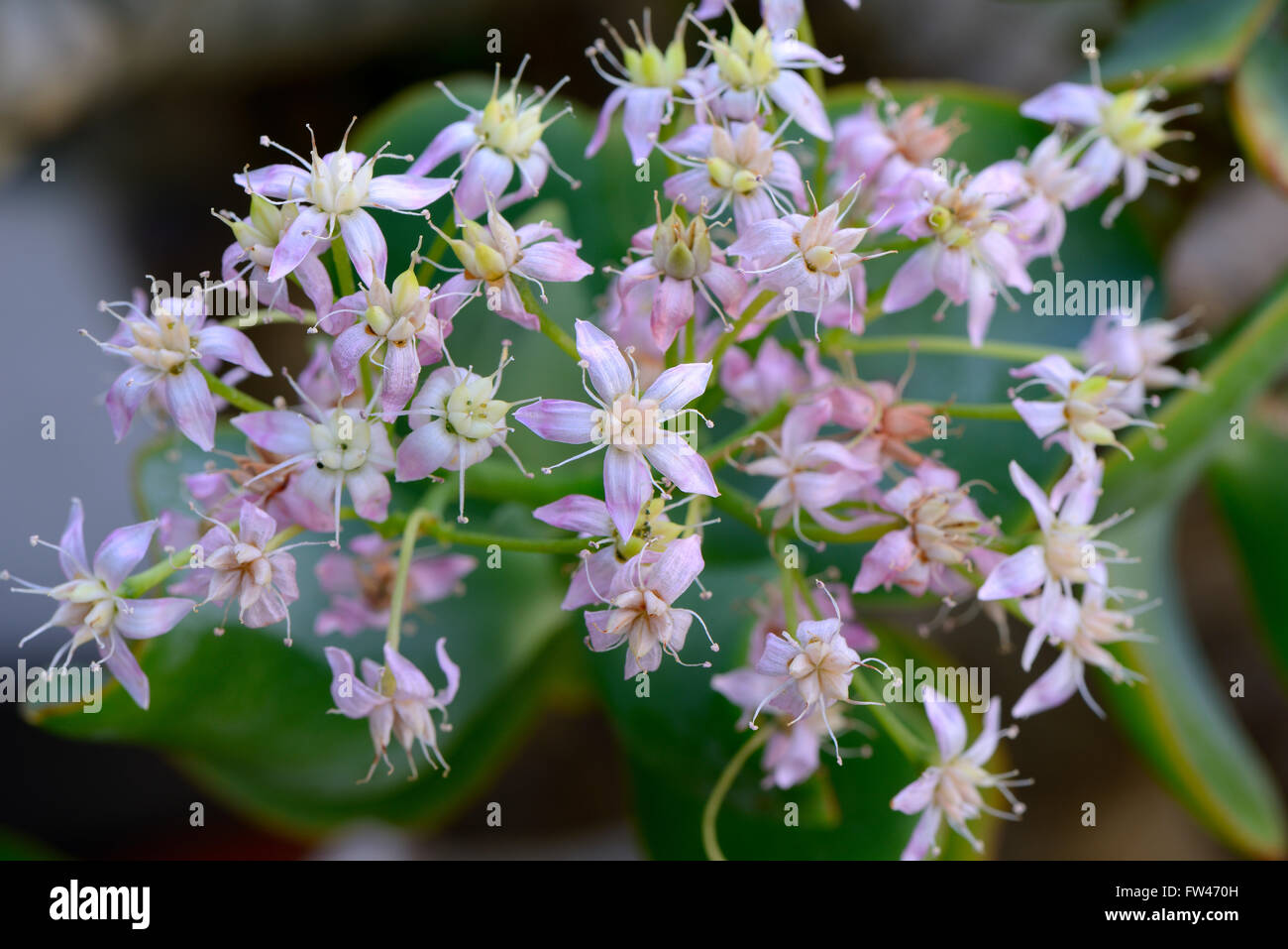 Gewelltblaettriges Dickblatt Geldbaum Pfennigbaum, oder (crassula arborescens, supspec. undulatifolia Suedafrika Vorkommen), Banque D'Images