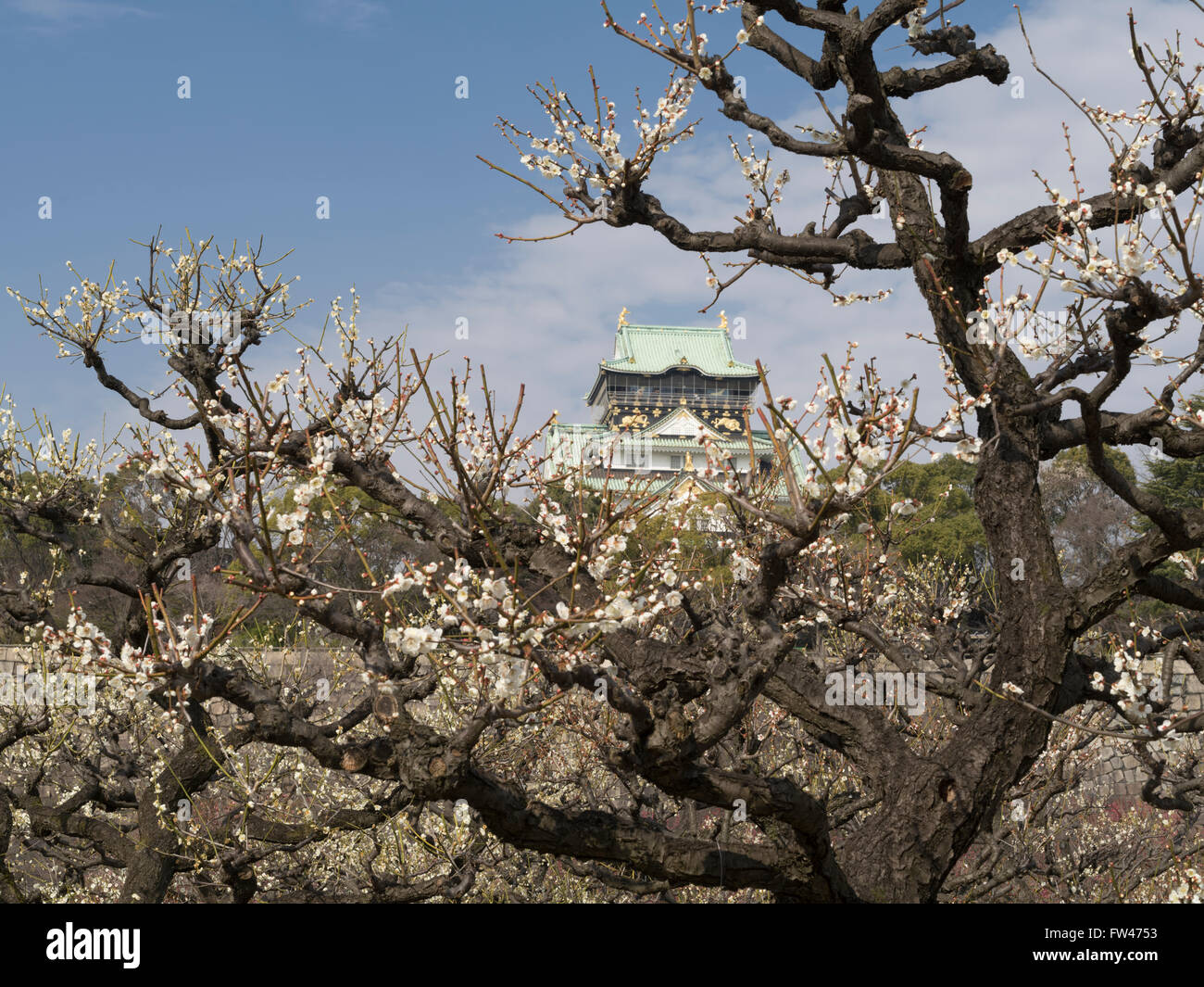 De prunier au château d'Osaka au début du printemps (mars) Banque D'Images