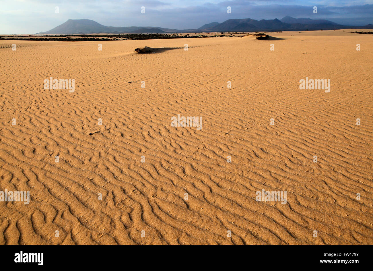 Dunes de sable au parc naturel de Las Dunas, Corralejo, Fuerteventura, Îles Canaries, Espagne Banque D'Images