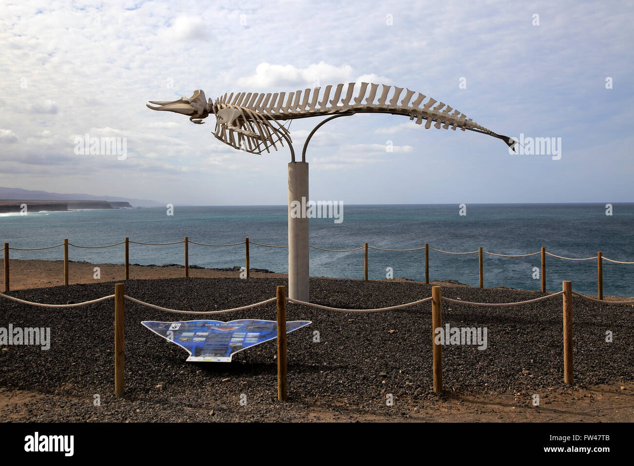 Squelette de baleine à bec commune à El Cotillo, Fuerteventura, Îles Canaries, Espagne Banque D'Images