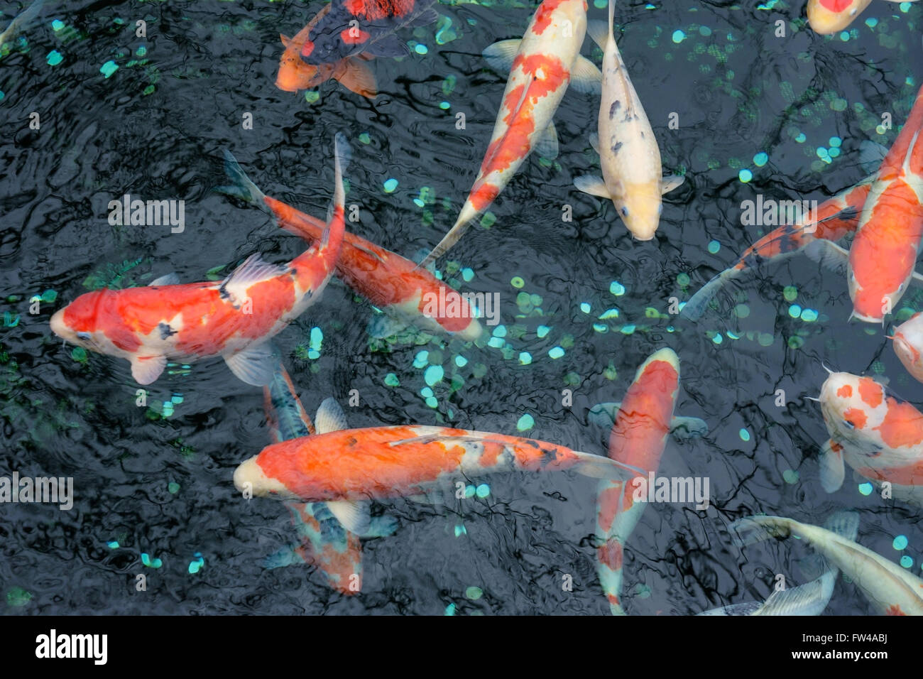 La carpe koï poisson dans un étang, le Japon. Banque D'Images