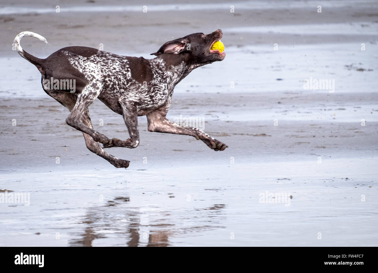 Un chien qui court en rattrapage sur une plage à Westward Ho dans le Devon, UK Banque D'Images