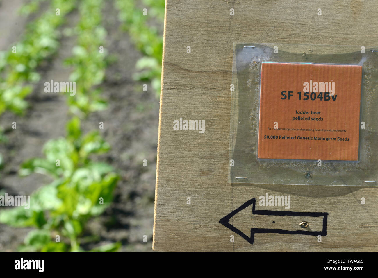 La signalisation marque une plantation d'essai de la betterave fourragère cultivée pour une récolte d'hiver sur une ferme laitière en Nouvelle Zélande Banque D'Images