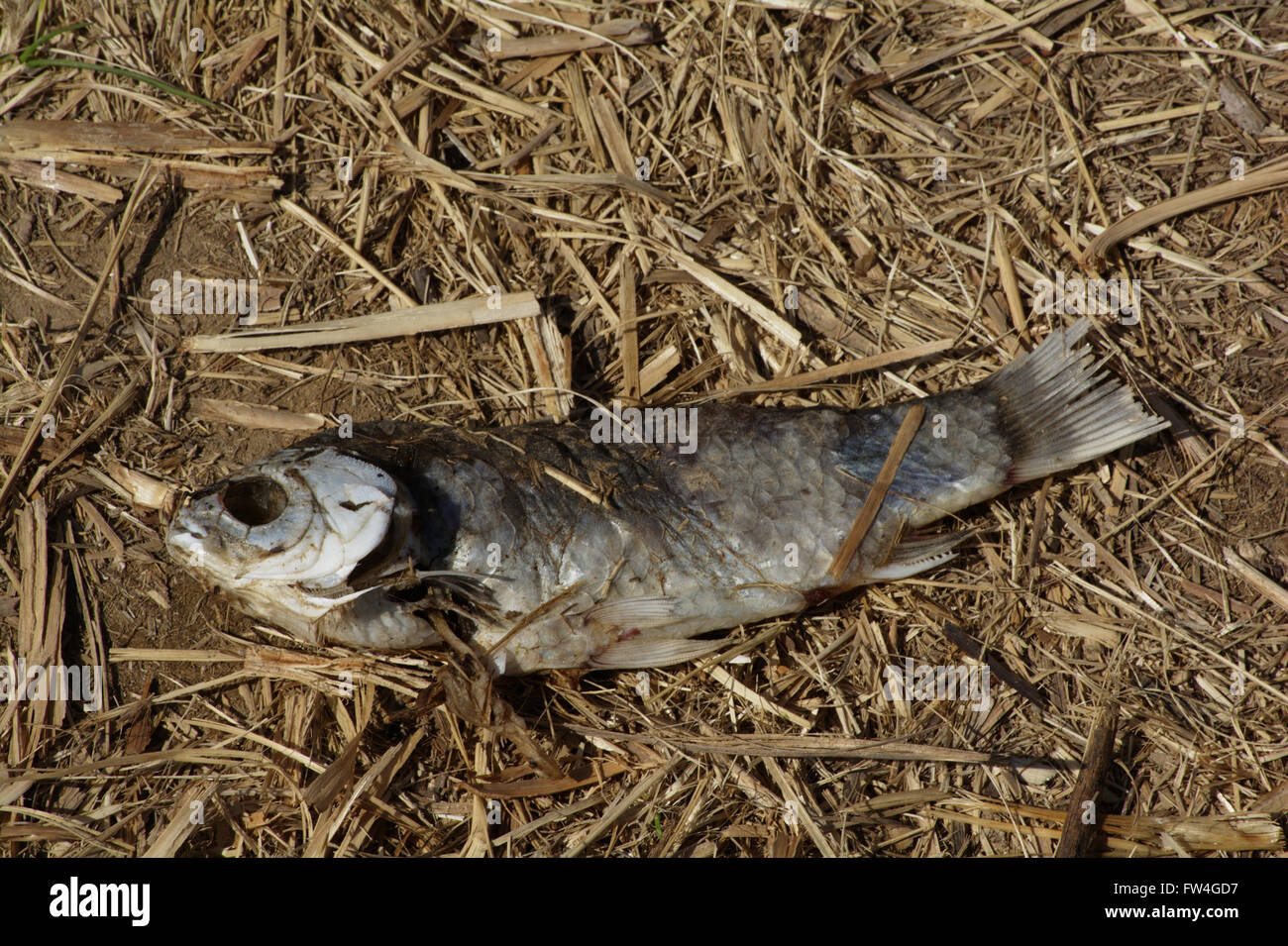 Une photo d'un poisson mort couché sur le côté d'un chemin à côté d'un lac dans un parc public. Le poisson a été là pendant un moment. Banque D'Images