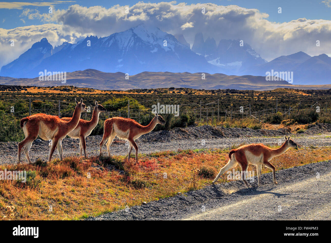 Guanacos dans le Parc National Torres del Paine, Chili Banque D'Images