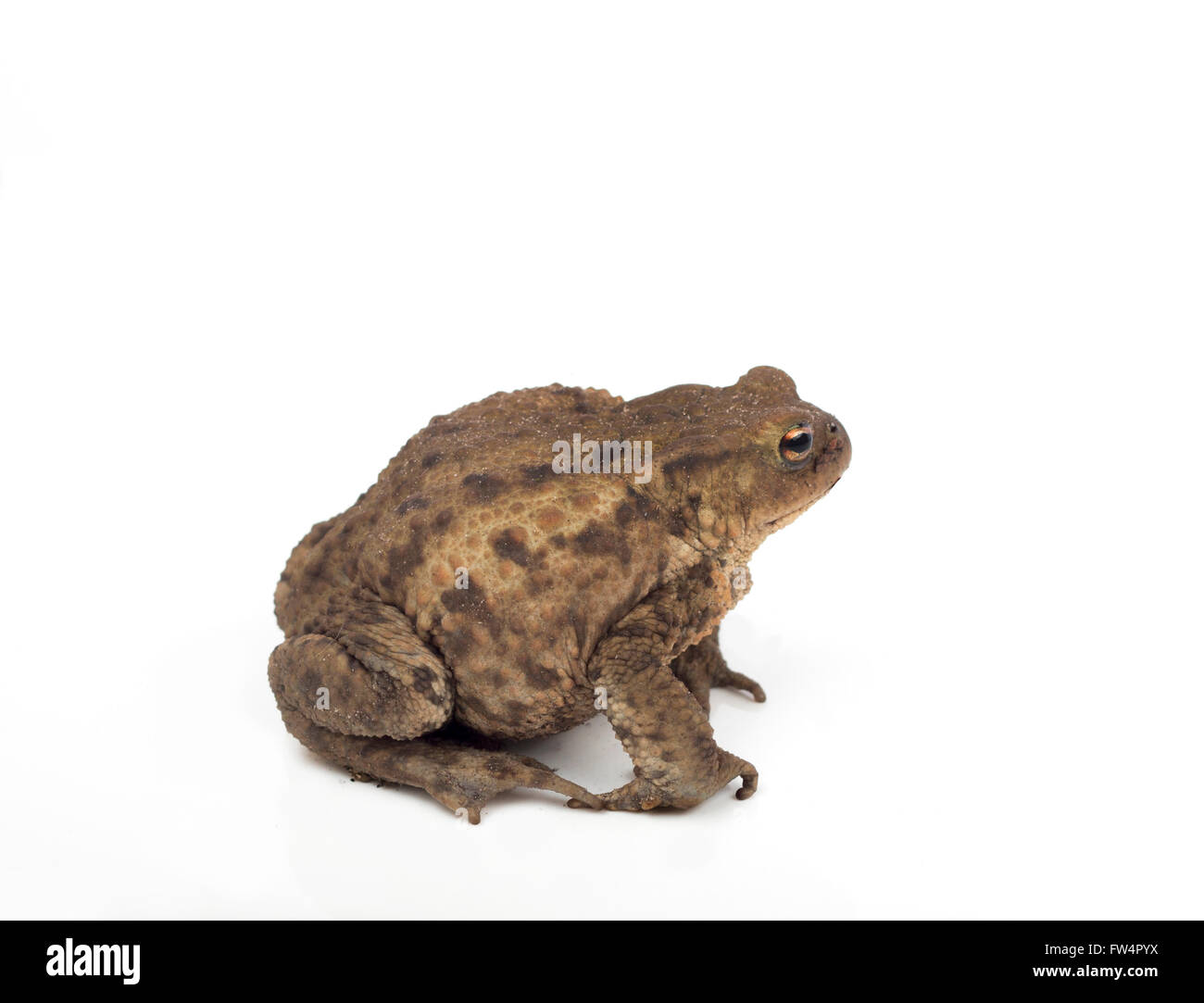 Hoptoad isolated on white background studio Banque D'Images