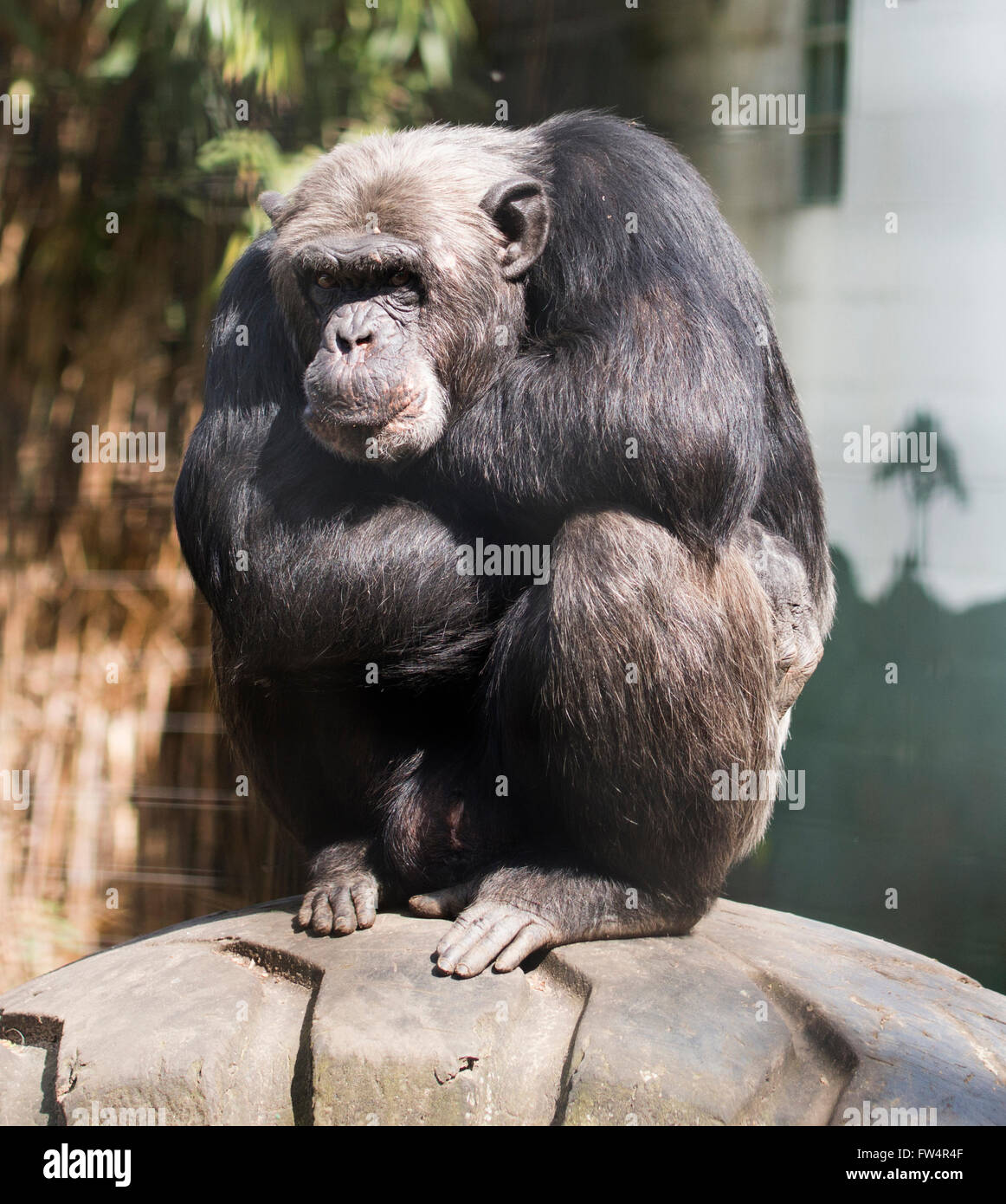 Singe, assis, les bras croisés Banque D'Images