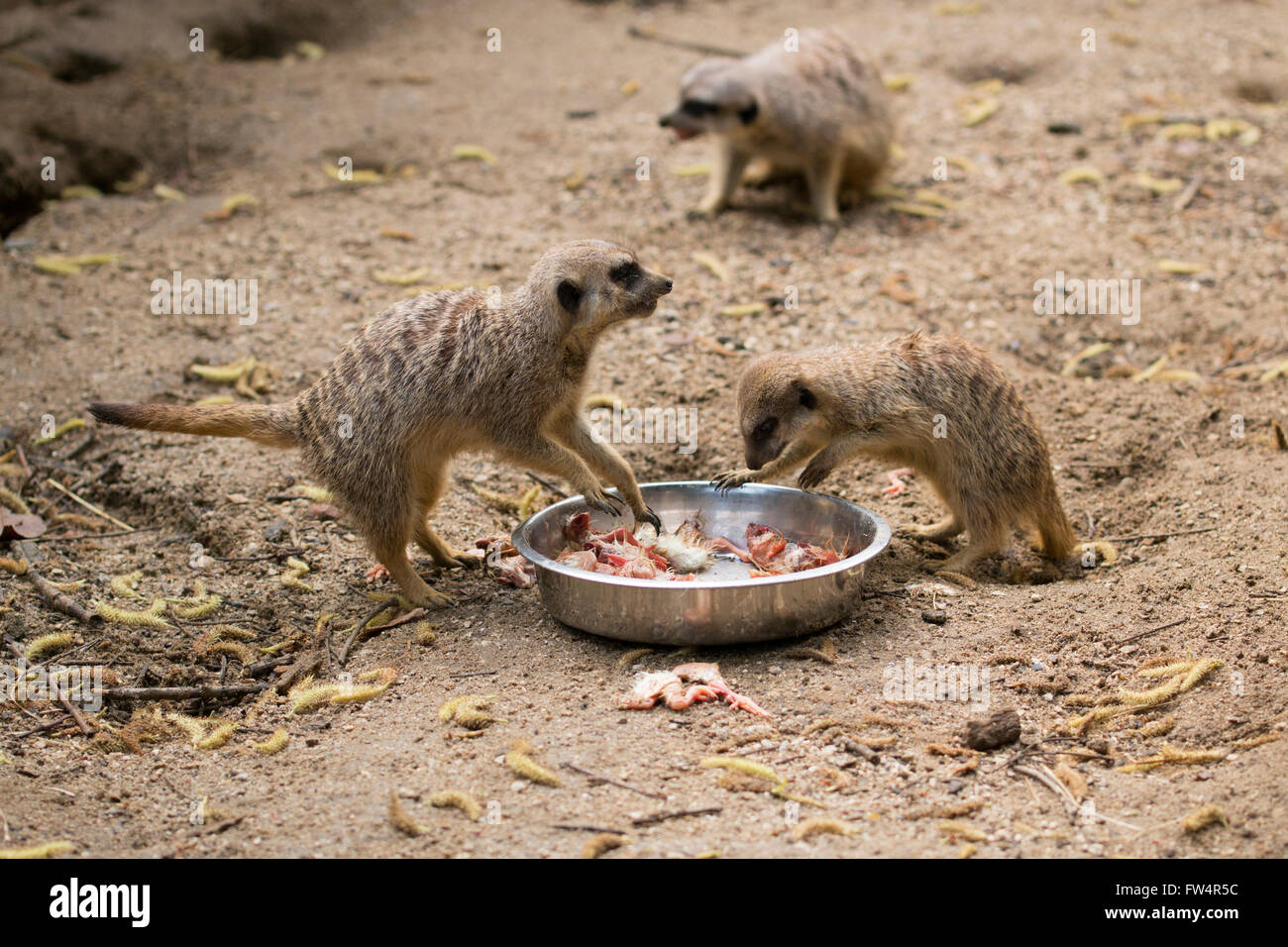 Les suricates poussins manger Banque D'Images