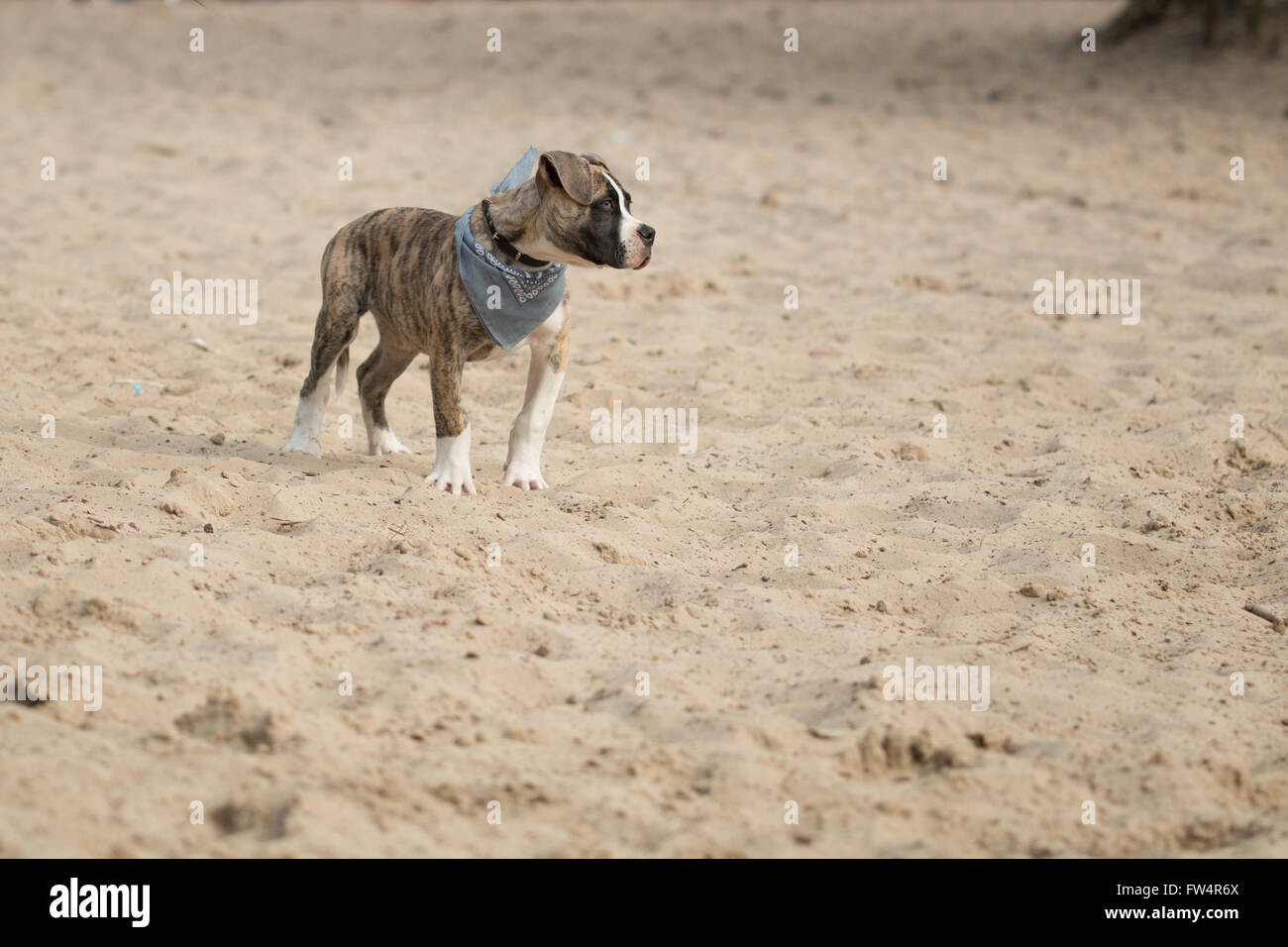 Chiot chien boxer Banque D'Images