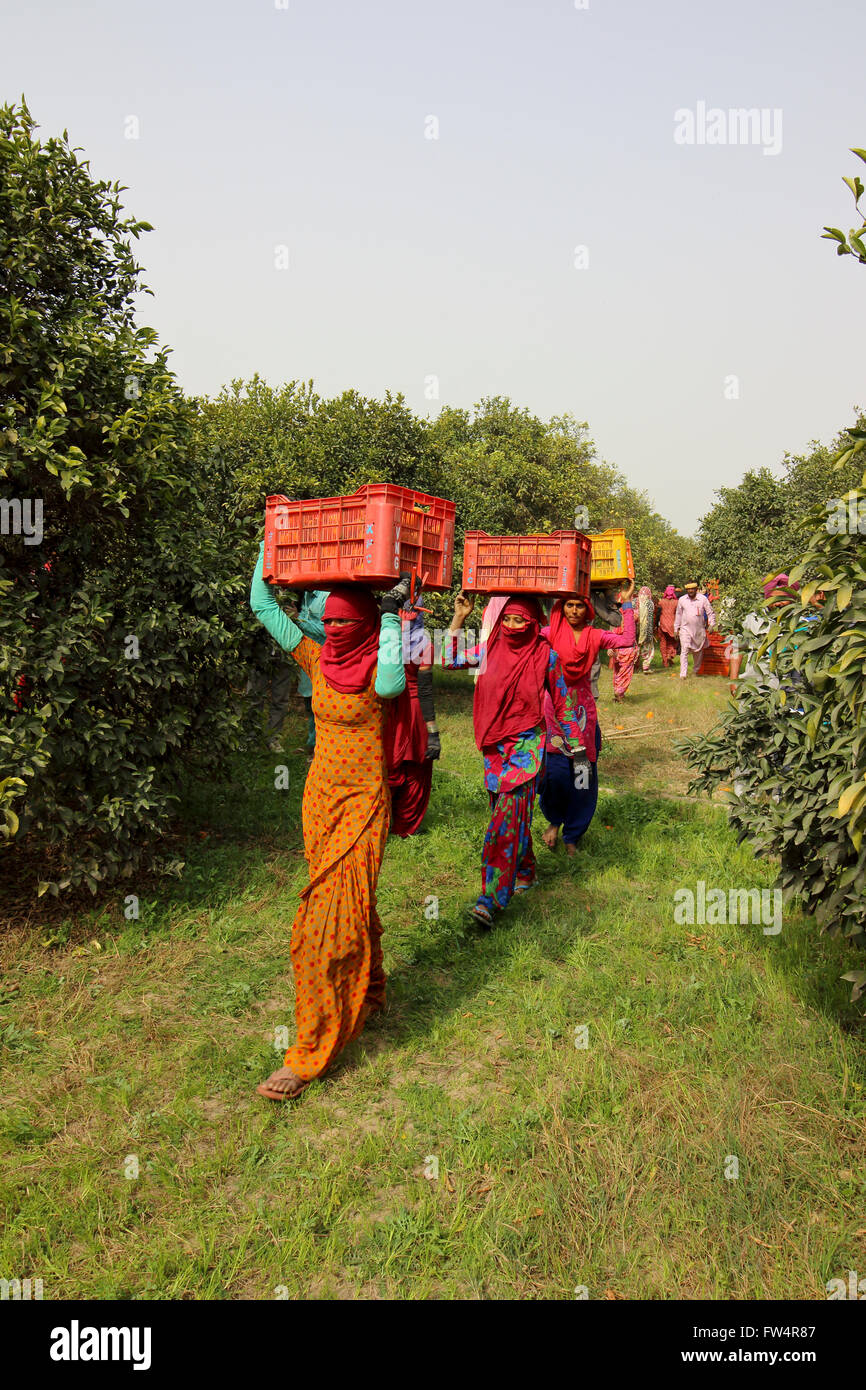 Les hommes et des femmes portant des caisses oranges fraîchement récoltées à travers un verger au Rajasthan, Inde du Nord. Banque D'Images