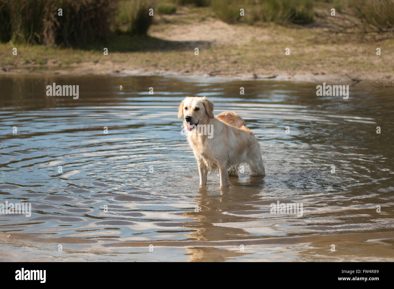 Chien, Golden Retriever, debout dans l'eau Banque D'Images