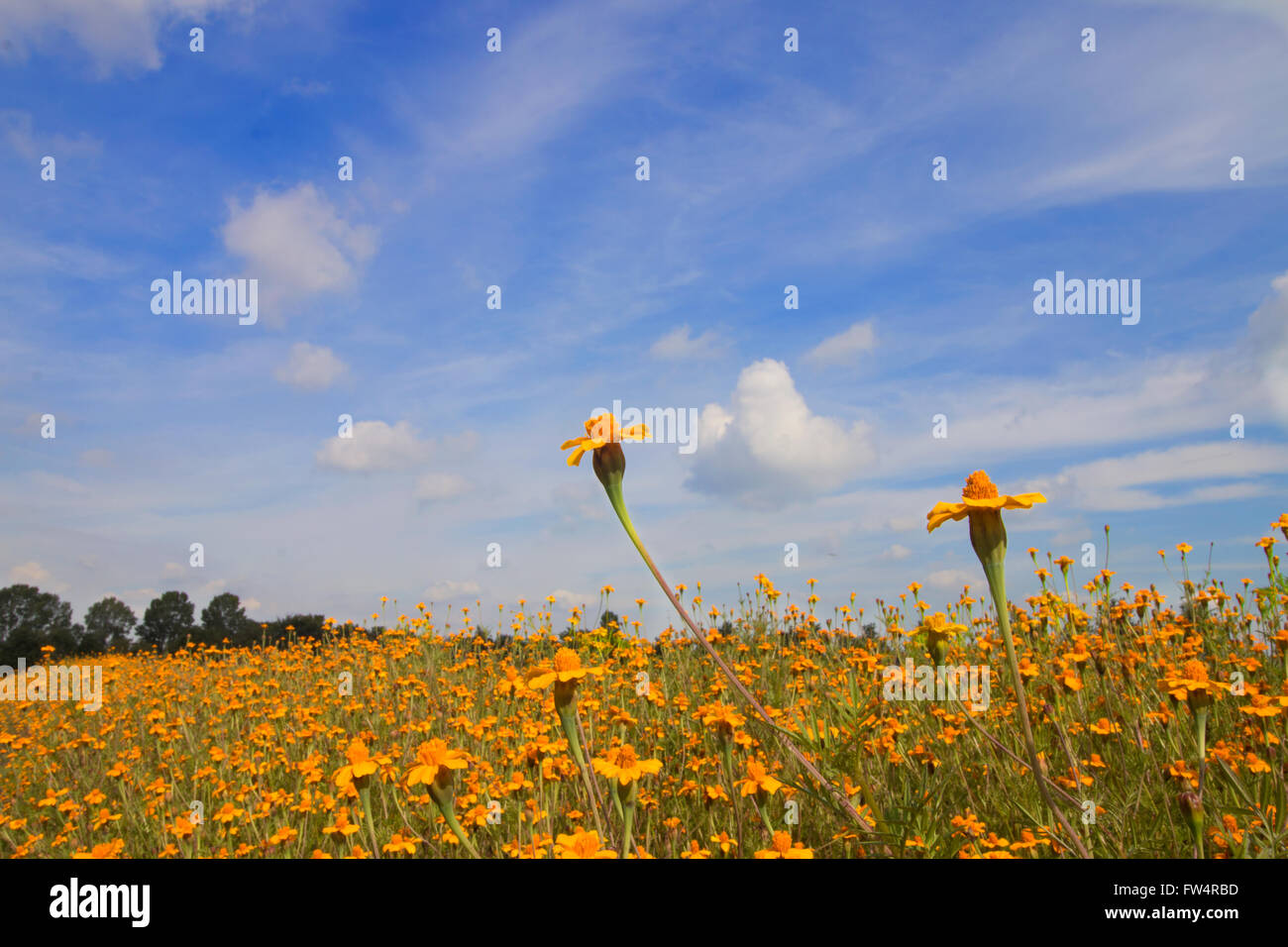 Des fleurs orange et bleu ciel Banque D'Images