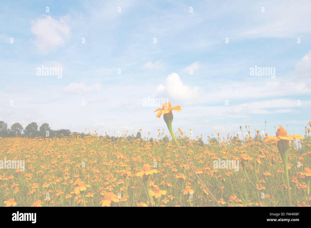 Des fleurs orange et bleu ciel, avec des copeaux pour le fond, un modèle ou une présentation Banque D'Images