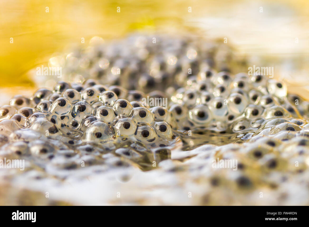 Mis fraîchement grenouille rousse (Rana temporaria) frogspawn Banque D'Images Mis fraîchement grenouille rousse (Rana temporaria) frogspawn Banque D'Images