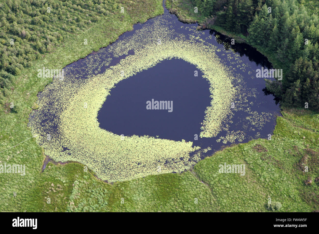 Image aérienne de la croissance bactérienne dans le loch écossais Banque D'Images