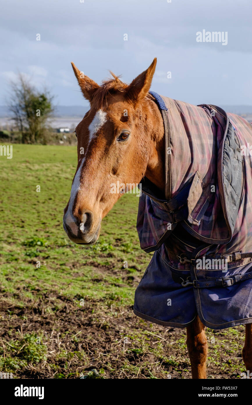 Cheval avec couverture de cheval autour du corps et du cou dans le champ dans le Gloucestershire England UK en hiver. Banque D'Images