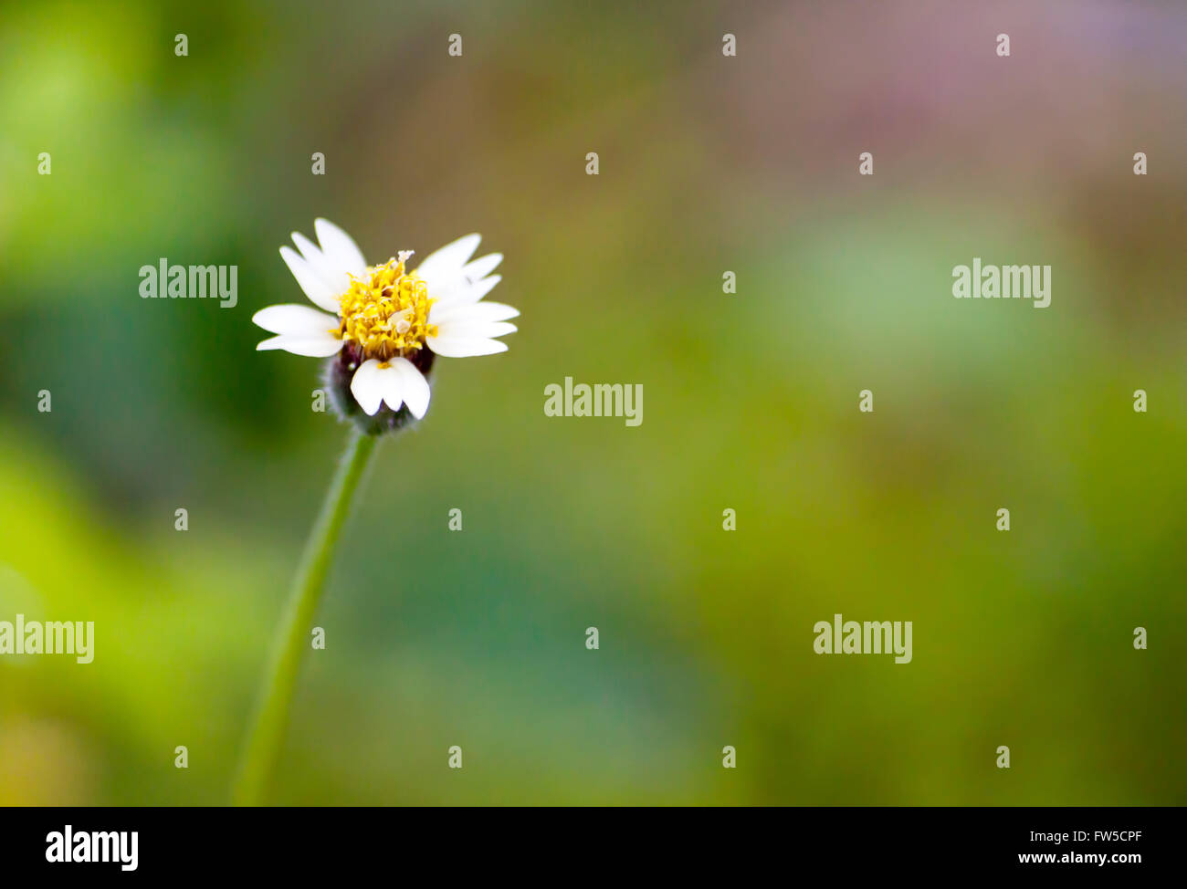 Fleur herbe close up en zone tropicale. Le cool ton dans la nature. Banque D'Images