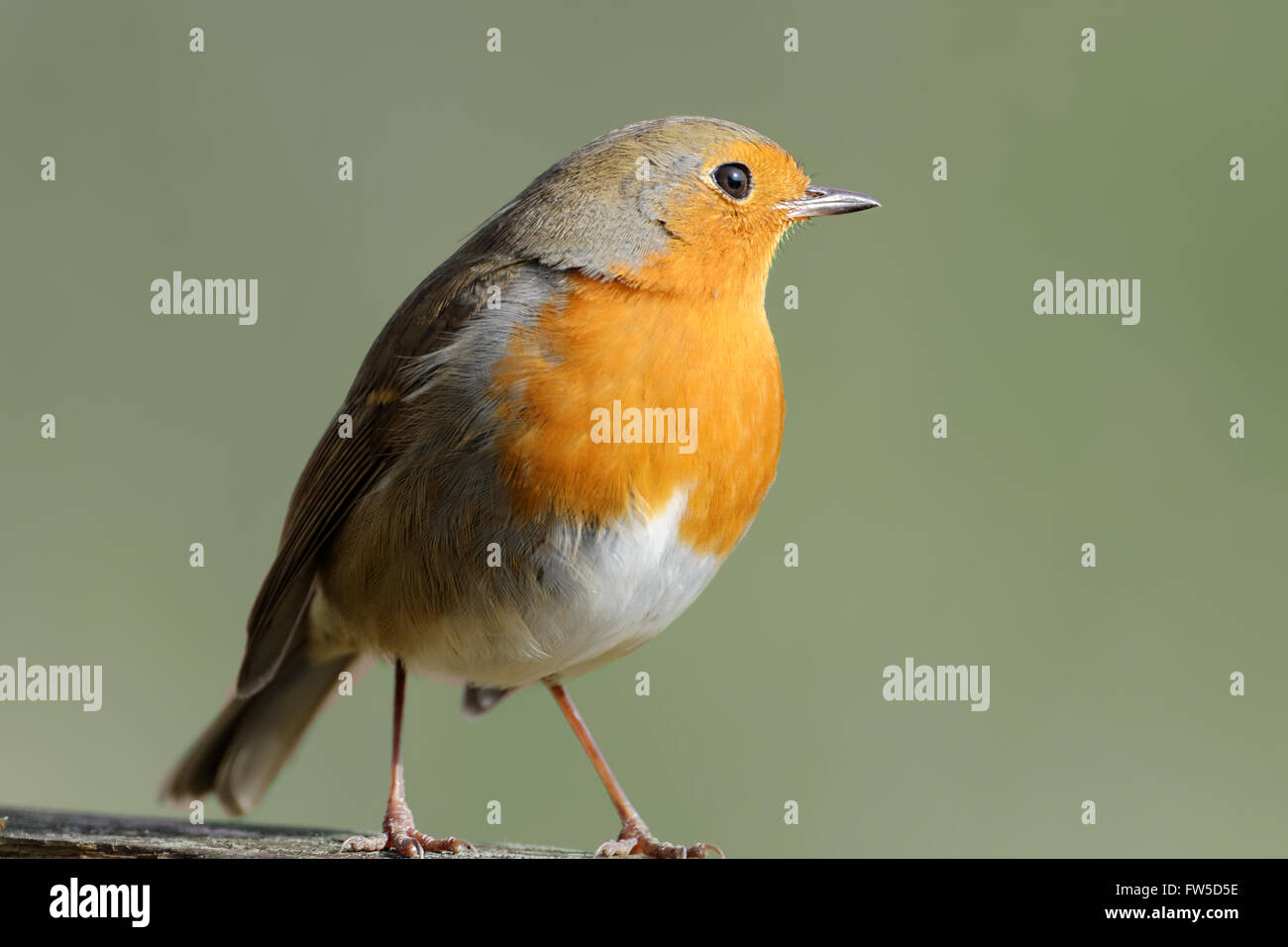 Robin Portrait dans la lumière dorée Banque D'Images