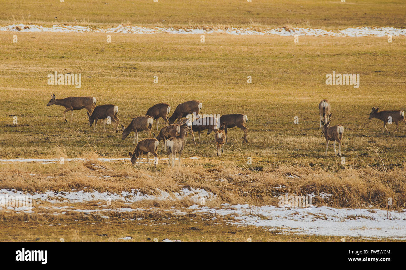 Troupeau de cerfs dans un grand domaine agricole dans la région de Montana. Banque D'Images