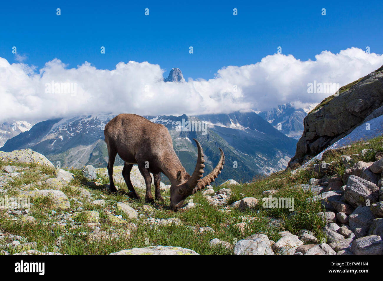 Bouquetin des Alpes (Capra ibex) dans le Mont Blanc - France Banque D'Images