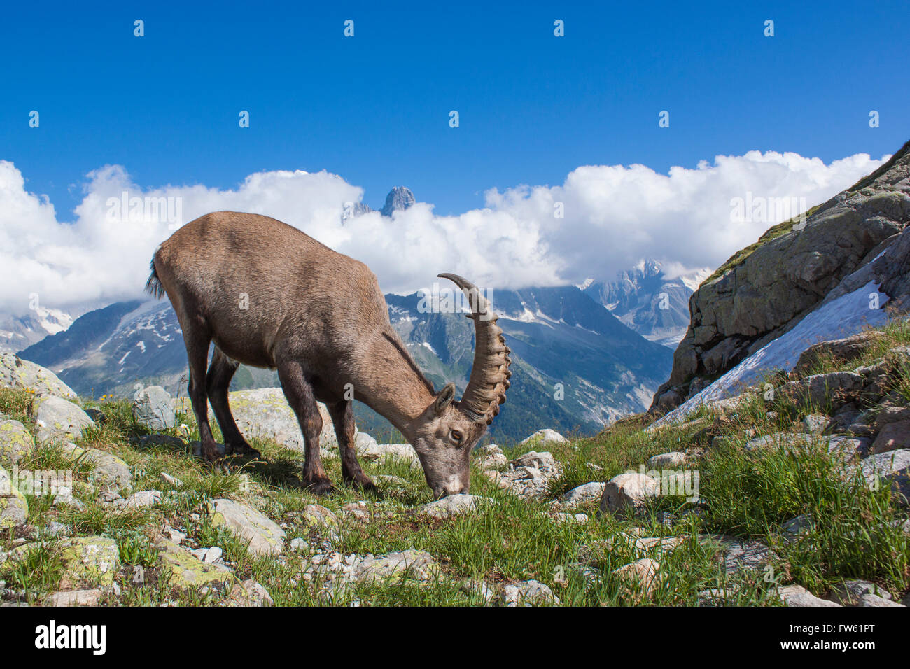 Bouquetin des Alpes (Capra ibex) dans le Mont Blanc - France Banque D'Images