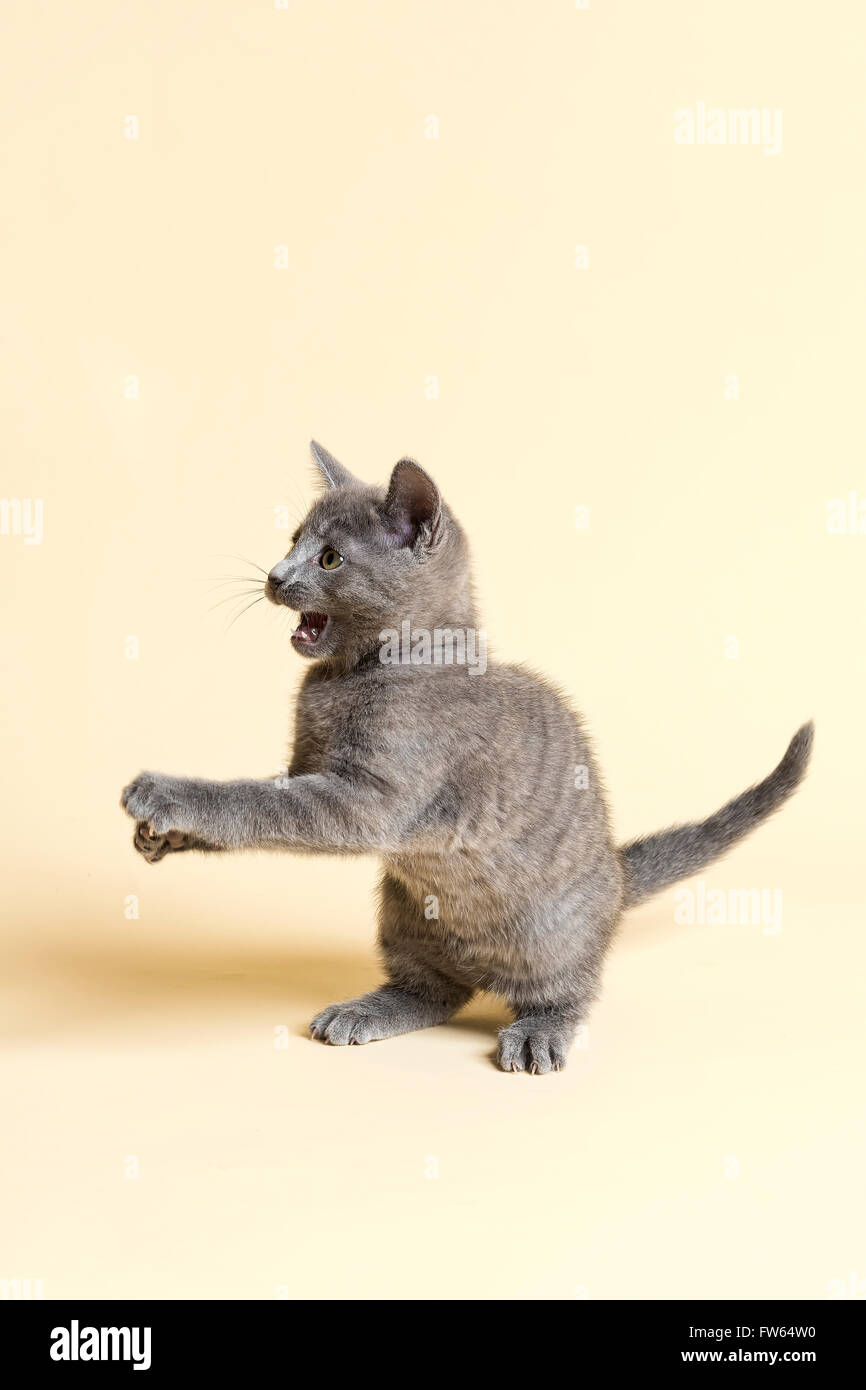 Chat de race Bleu Russe, chaton, l'âge de 9 semaines, captive Banque D'Images