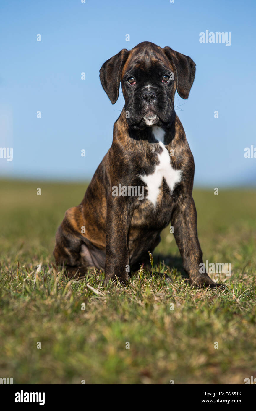 Chiot Boxer, brown brindle, assis dans un pré, Tyrol du Nord, Autriche Banque D'Images