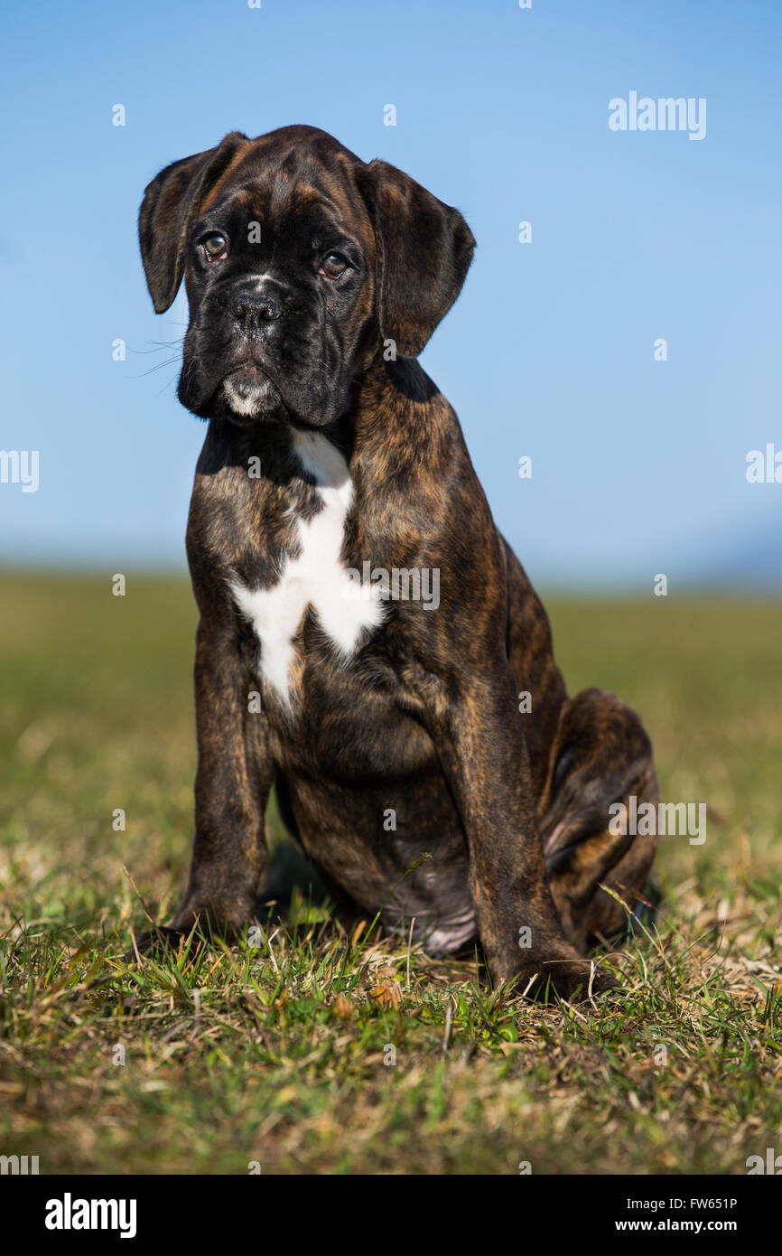 Chiot Boxer, brown brindle, assis dans un pré, Tyrol du Nord, Autriche Banque D'Images
