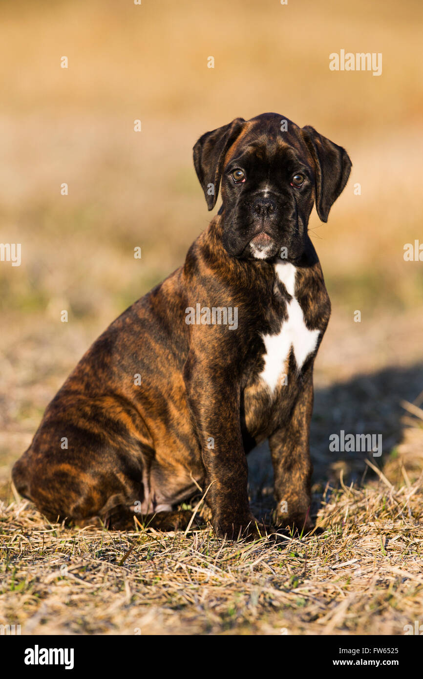 Chiot Boxer, brown brindle, assis dans un pré, Tyrol du Nord, Autriche Banque D'Images