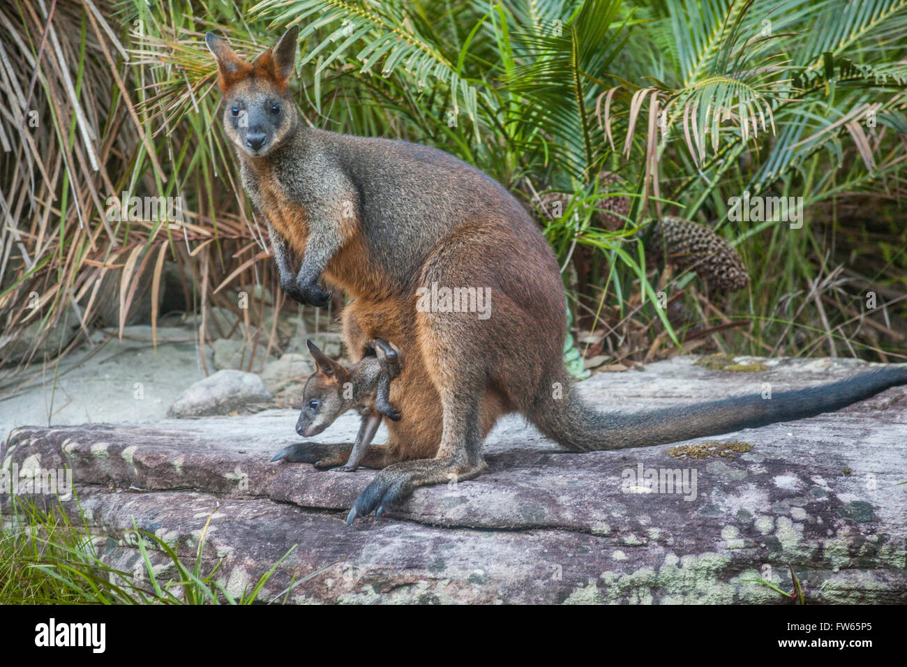 Swamp Wallaby mom avec Joey visiter un jardin intérieur à la recherche de nourriture Banque D'Images