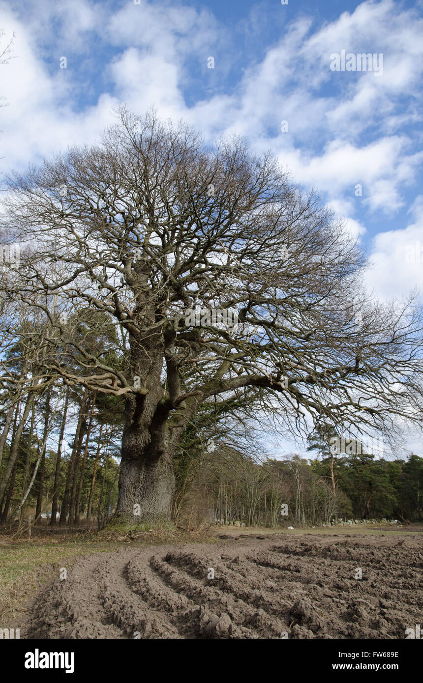 Mighty vieux chêne protégé dans un paysage de printemps Banque D'Images