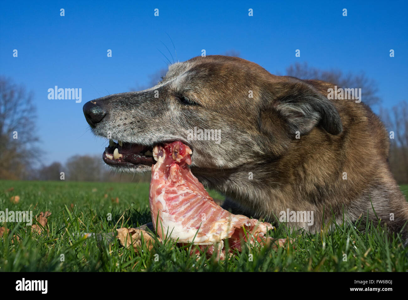 Chien mange une carcasse de lapin Banque D'Images