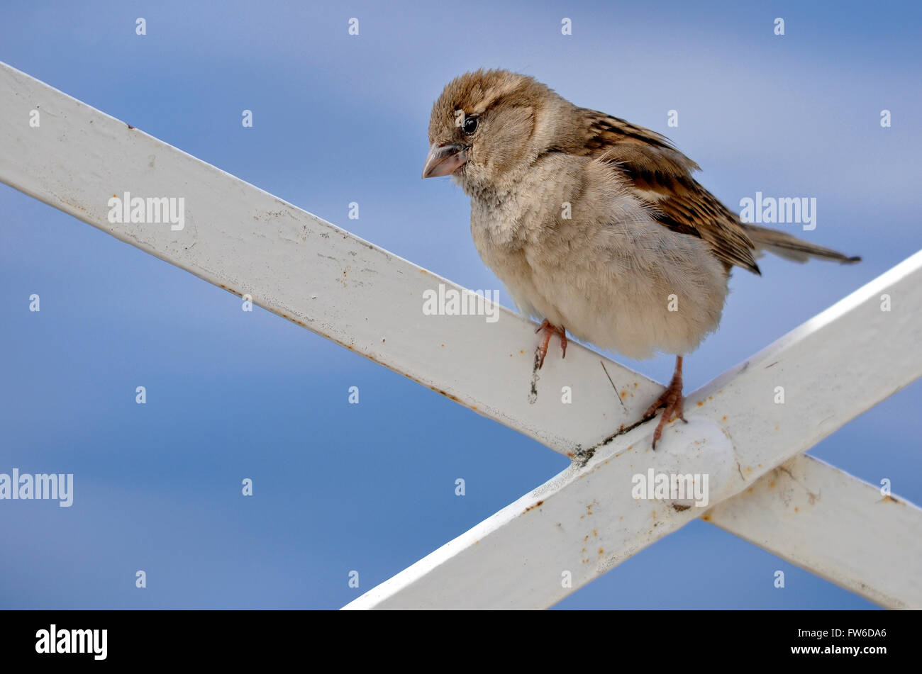 Jeune moineau domestique (Passer) perché sur lattice sur fond de ciel bleu Banque D'Images