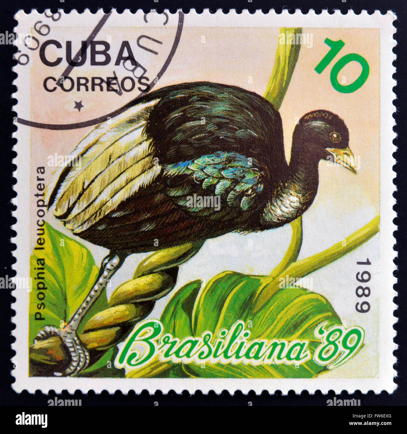 CUBA - circa 1989 : timbre imprimé dans la Cuba montre l'oiseau exotique, psophia leucoptera, vers 1989 Banque D'Images