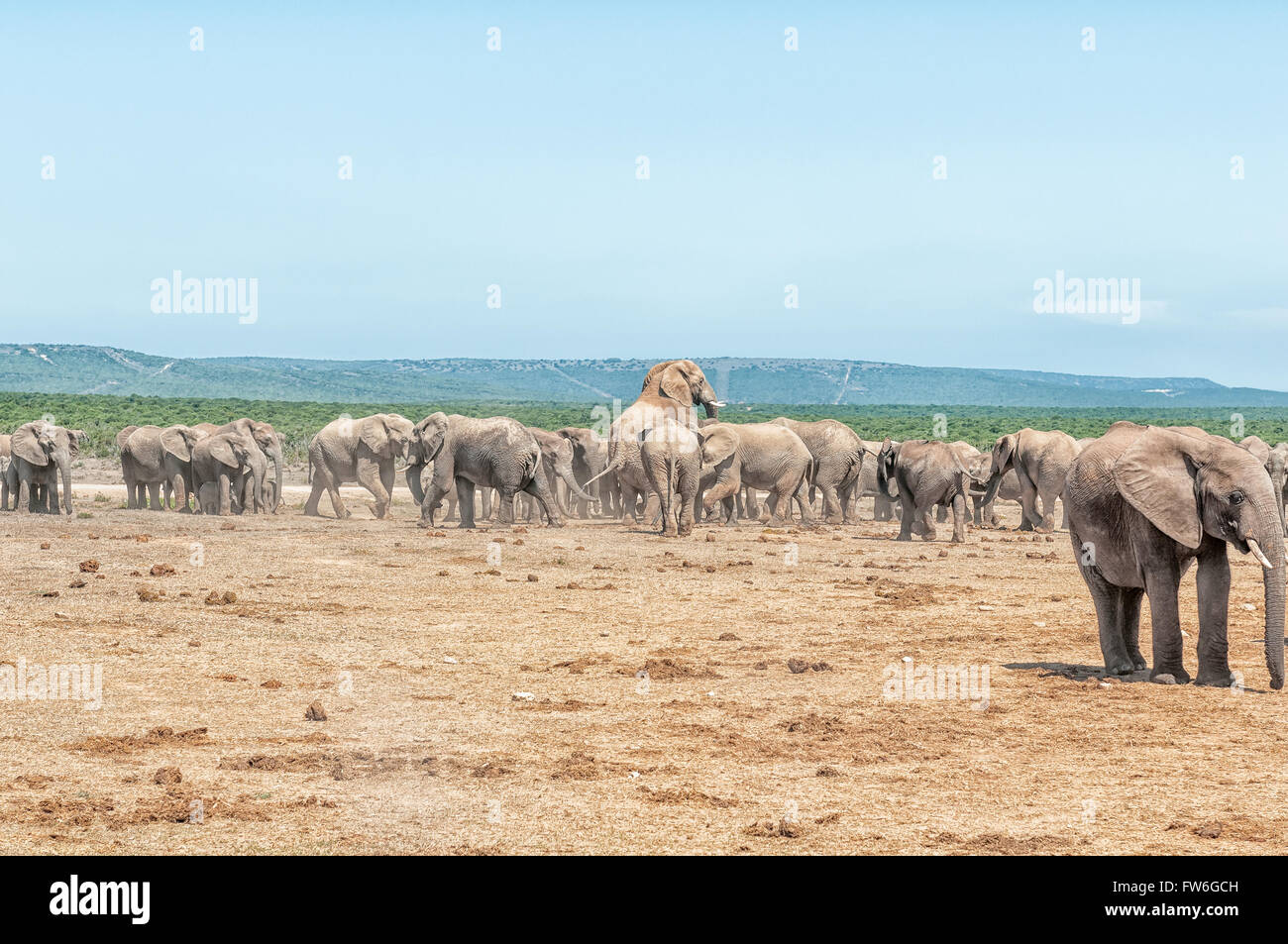 Elephant accouplement Banque de photographies et d’images à haute résolution Alamy